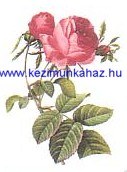 Rózsa - Tűgobelin Rózsa - Tűgobelin